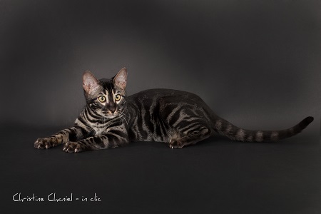 femelle brown  charcoal